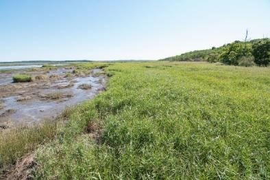 村田野鳥保護区風蓮川（別海町） タンチョウが繁殖する湿原を保全している