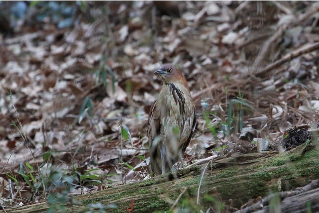 写真提供：日本野鳥の会岐阜：資料写真