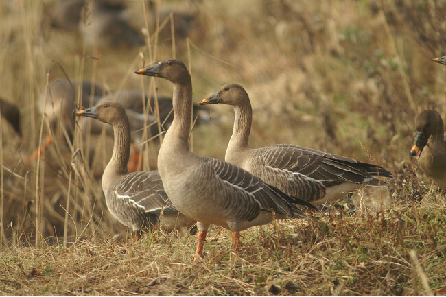 オオヒシクイ（写真／日本野鳥の会）