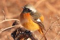バードウォッチングウィーク!(11月1日~7日)季節の鳥をeBirdに投稿しよう
