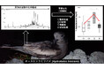海鳥オーストンウミツバメの尾腺分泌物の季節変化を解明