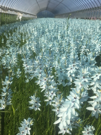 イキシアが農場で満開になる様子