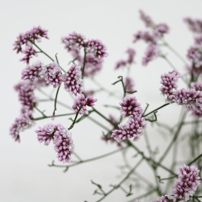 ハイブリッドスターチス‘雲竜’