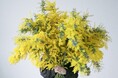 しあわせを運ぶ黄色い花♪下関の穏やかな気候で育った高品質なミモザを季節限定販売