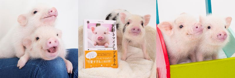 日本初のマイクロブタファームとマイクロブタカフェを運営する Mipig から新業態 ふれあい Mipig が千葉 幕張にて夏休み限定オープン 株式会社saladaのプレスリリース