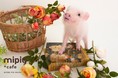 九州に初出店！日本初のマイクロブタカフェ“mipig cafe（マイピッグ カフェ）”が2022年1月下旬に福岡店(5号店）を天神にオープン