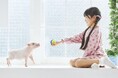 浅草エリア初出店!マイクロブタカフェ“mipig cafe” 関東エリア3店舗オープン予定