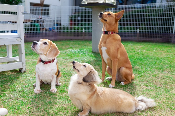 犬の社員