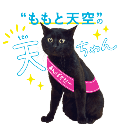 全米で大ヒットのtiki Cat ティキ キャット がついに日本初上陸 株式会社ライトハウスのプレスリリース