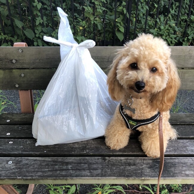 わんちゃんとの散歩の途中に