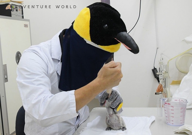 ２０１９年１０月５日 土 より エンペラーペンギンの赤ちゃんを公開します アドベンチャーワールドのプレスリリース