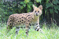 動物たちのいのちを未来へ 繁殖を進めるため、多摩動物公園との間でサーバルの移動を行います