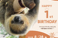 母の代わりにスタッフが365日大切に育てたフタユビナマケモノのこどもが1歳の誕生日を迎えます!