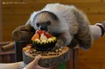 8月28日はフタユビナマケモノのこどもの1歳誕生日!飼育スタッフ特製ケーキを自作の木製プレートにのせてプレゼントしました★