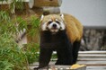 レッサーパンダへのプレゼント&エデュテイナーによるトークイベント開催 2025年9月20日(土)国際レッサーパンダデー