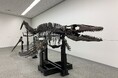 ワカヤマソウリュウロボットプロジェクト 「よみがえる古代のいのち ワカヤマソウリュウ企画展」開催 2025年10月16日(木)よりスタート