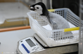 ９月３０日生まれのエンペラーペンギンの赤ちゃん 生まれたときは２９５．９ｇ、生後１か月の体重は？１１月１日（土） 計量記念日に公開体重測定！
