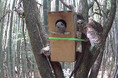 準絶滅危惧種フクロウが自然下で２羽巣立ちを確認　アドベンチャーワールドが取り組む「アドプトフォレスト活動」で生物多様性再生の成果　１２月６日（土）開催「第４回竹まつり」で巣箱づくりワークショップを実施