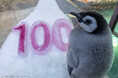 ＼エンペラーペンギンの赤ちゃん誕生から１００日／