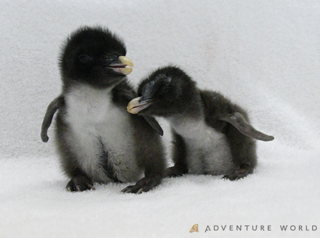 キタイワトビペンギンの赤ちゃんが２羽誕生しました アドベンチャーワールドのプレスリリース