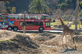 「泉都めぐり スカイバス白浜」× アドベンチャーワールド 白浜町内観光からサファリへ直行！高さ３．５mの視点からキリンと見つめ合う４日間限定の特別便