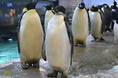 エンペラーペンギンの子ども「４４番」がひとり立ち！野生のライフサイクルに合わせ、新生活へステップアップ