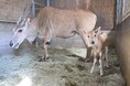 「ウシ科最大級」エランドの赤ちゃんが誕生！生まれた瞬間から規格外！？体重２９kg、将来は２m大ジャンプをキメる〜和歌山で紡がれる、いのちのバトン。パーク生まれの母親が２度目の出産に成功〜