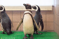 １０種類のペンギンに会える日本唯一のパークへ！マゼランペンギン・フンボルトペンギンが新たに仲間入り