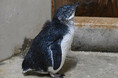 コガタペンギンの赤ちゃんがプール遊泳練習をスタートします★