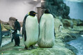 絶滅危惧種のコウテイペンギンの今シーズン初産卵を確認！ ～ 昨年、世界初（当パーク調べ）の有精卵を確認した「人工授精」プロジェクトも継続 ～
