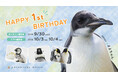 コウテイペンギンのこども「よよちゃん」が、１歳を迎えます！絶滅危惧種の小さないのちが、皆様に見守られ成長した３６５日の記録 〜１歳の誕生日を祝う特別イベントを開催！～