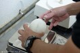 絶滅危惧種「コウテイペンギン」の卵の中に新たないのちを確認！ ３回の検卵で「有精卵」と判定 ～いのちが宿る確率約２８%の難関をクリア。９月末頃の誕生を予定～