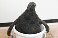 まるでキウイフルーツ？！この夏に誕生したオウサマペンギンの赤ちゃん２羽の一般公開がスタートします！