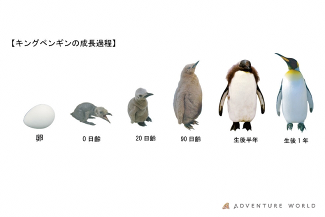 キングペンギンの赤ちゃんが誕生しました アドベンチャーワールドのプレスリリース