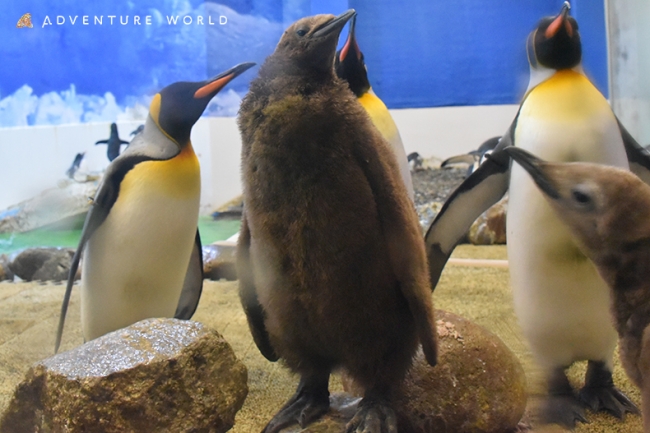 キングペンギンの赤ちゃんが誕生しました アドベンチャーワールドのプレスリリース