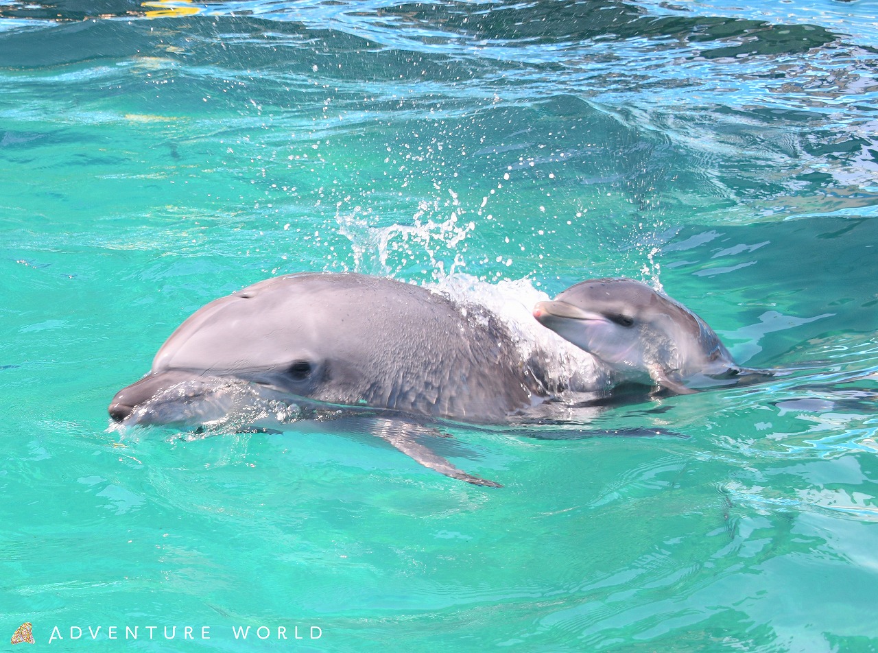 こころにスマイル 未来創造パーク アドベンチャーワールド 鯨類繁殖プロジェクト２０２０年４月１６日 木 バンドウイルカの赤ちゃんが誕生しました アドベンチャーワールドのプレスリリース