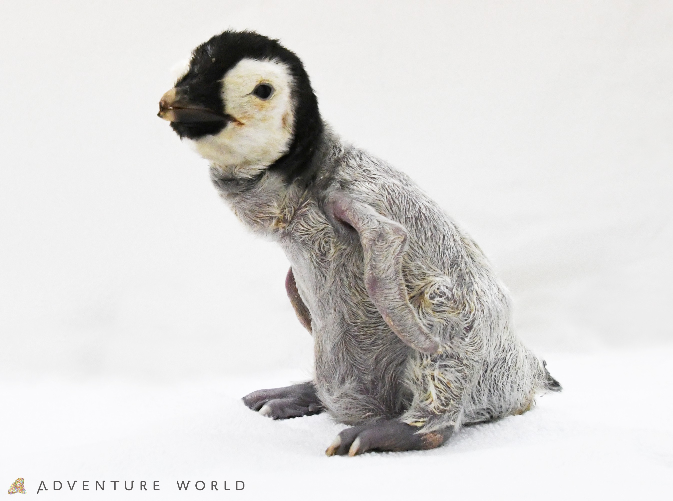 こころにスマイル 未来創造パーク １０月９日 金 より エンペラーペンギンの赤ちゃんを公開します アドベンチャーワールドのプレスリリース