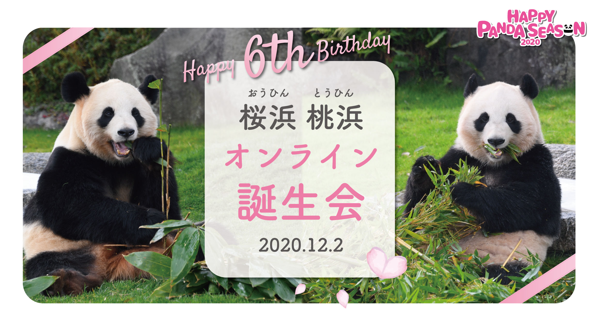 ふたごのジャイアントパンダ 桜浜 おうひん 桃浜 とうひん ６歳の誕生日 ハッピースマイルバースデー 桜浜 桃浜６歳 オンライン誕生会を開催 ２０２０年１２月２日 水 アドベンチャーワールドのプレスリリース