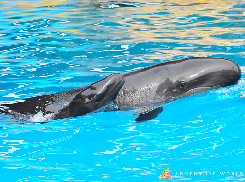 鯨類繁殖プロジェクトオキゴンドウの赤ちゃんが誕生しました アドベンチャーワールドのプレスリリース