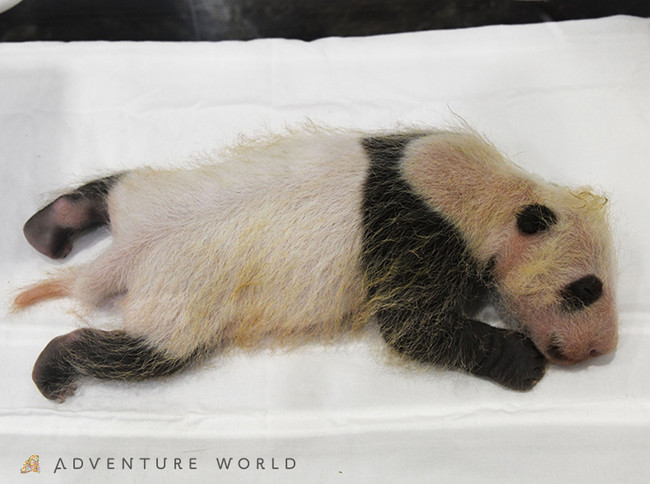 アドベンチャーワールド 11月22日に誕生したジャイアントパンダの赤ちゃんの名前を募集