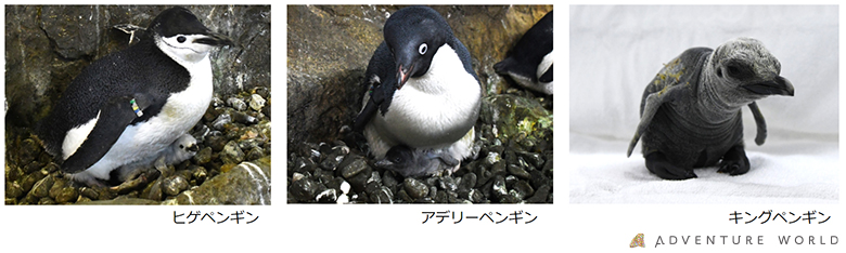 ６種類２５羽のペンギンの赤ちゃんが誕生しました アドベンチャーワールドのプレスリリース