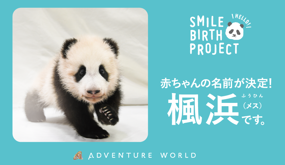 Smile Birth Project 命のバトンを 希望のバトンへ ２０２０年１１月２２生まれのジャイアントパンダの赤ちゃん 名前が 楓浜 ふうひん に決定しました アドベンチャーワールドのプレスリリース