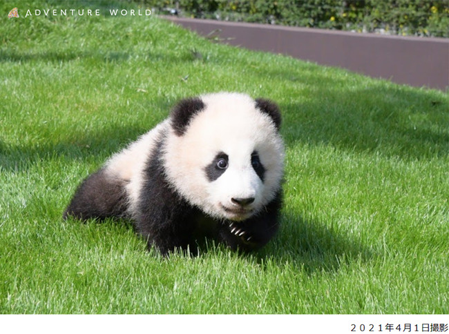 ジャイアントパンダの赤ちゃん 楓浜 ふうひん 丈夫な体づくりのため 日光浴を始めました 梅田経済新聞