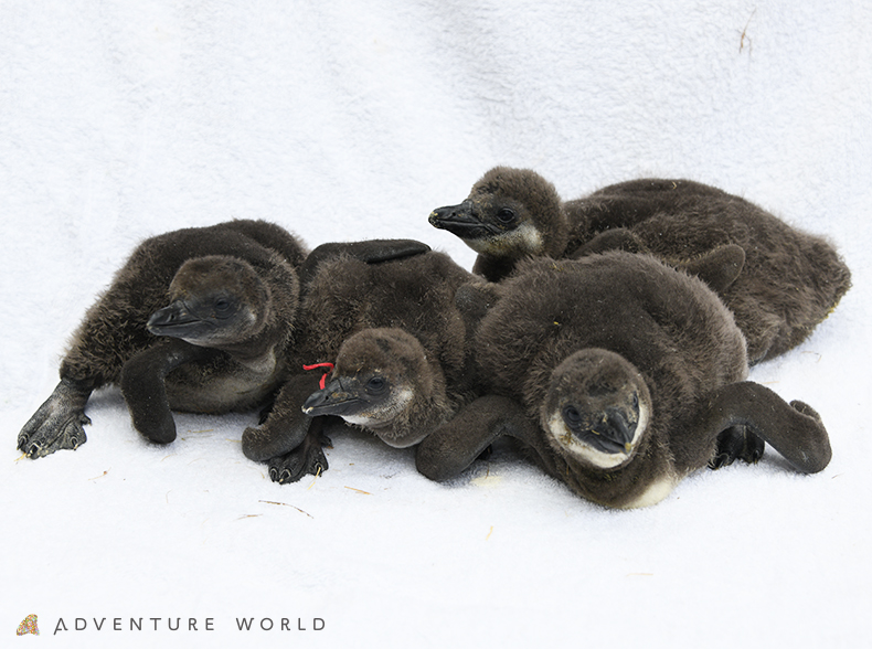 こころにスマイル 未来創造パーク この春 ４羽のケープペンギンの赤ちゃんが誕生しました アドベンチャーワールドのプレスリリース