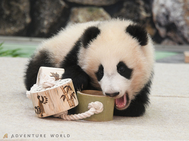 ジャイアントパンダの赤ちゃん 楓浜 ふうひん へ新しい遊具をプレゼントします アドベンチャーワールドのプレスリリース