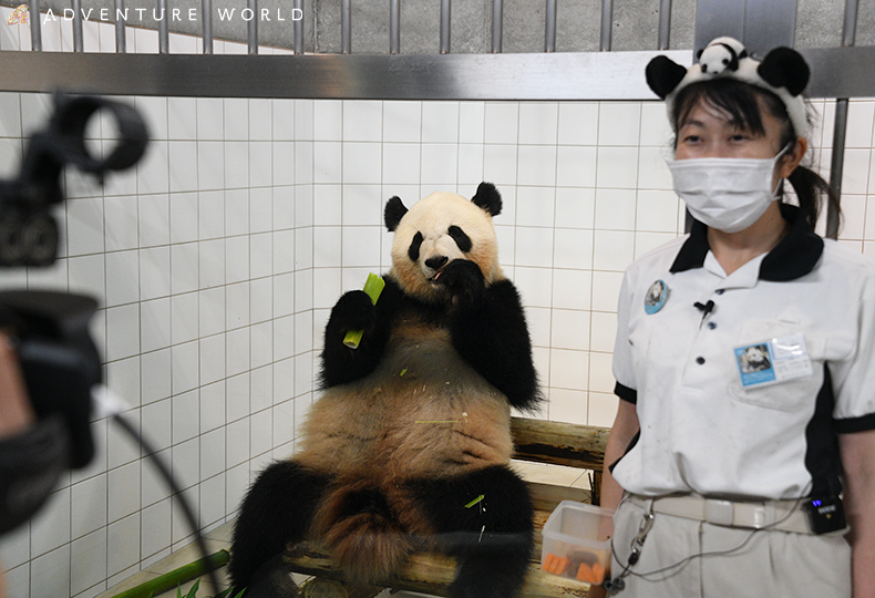 おうちで間近にパンダと対面 オンラインイベントを実施します ２０２１年７月１７日 土 毎週土日開催 アドベンチャーワールドのプレスリリース