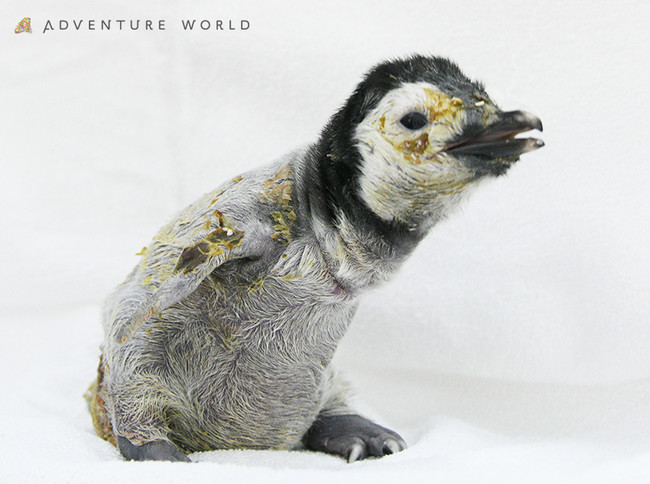 ２０２１年１０月７日 木 より エンペラーペンギンの赤ちゃんを公開します アドベンチャーワールドのプレスリリース