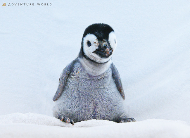 こころにスマイル 未来創造パーク １０月１日に誕生したエンペラーペンギン の赤ちゃん自然育雛に向けて親鳥のもとへ返します アドベンチャーワールドのプレスリリース