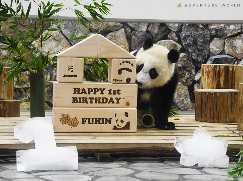 Happy Panda Fes ２０２１ 誕生日パーティー ジャイアントパンダの赤ちゃん 楓浜 ふうひん が１歳の誕生日 を迎えました アドベンチャーワールドのプレスリリース