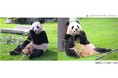 HAPPY PANDA FES ２０２１　誕生日パーティー！１２月２日（木）ふたごのパンダ「桜浜(おうひん)・桃浜(とうひん)」７歳の誕生日！